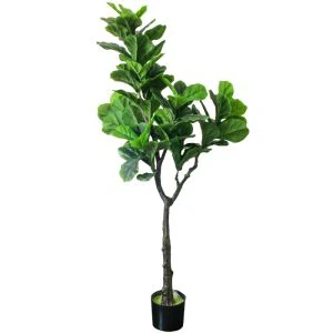 พืช Ficus Lyrata กระถางเทียม